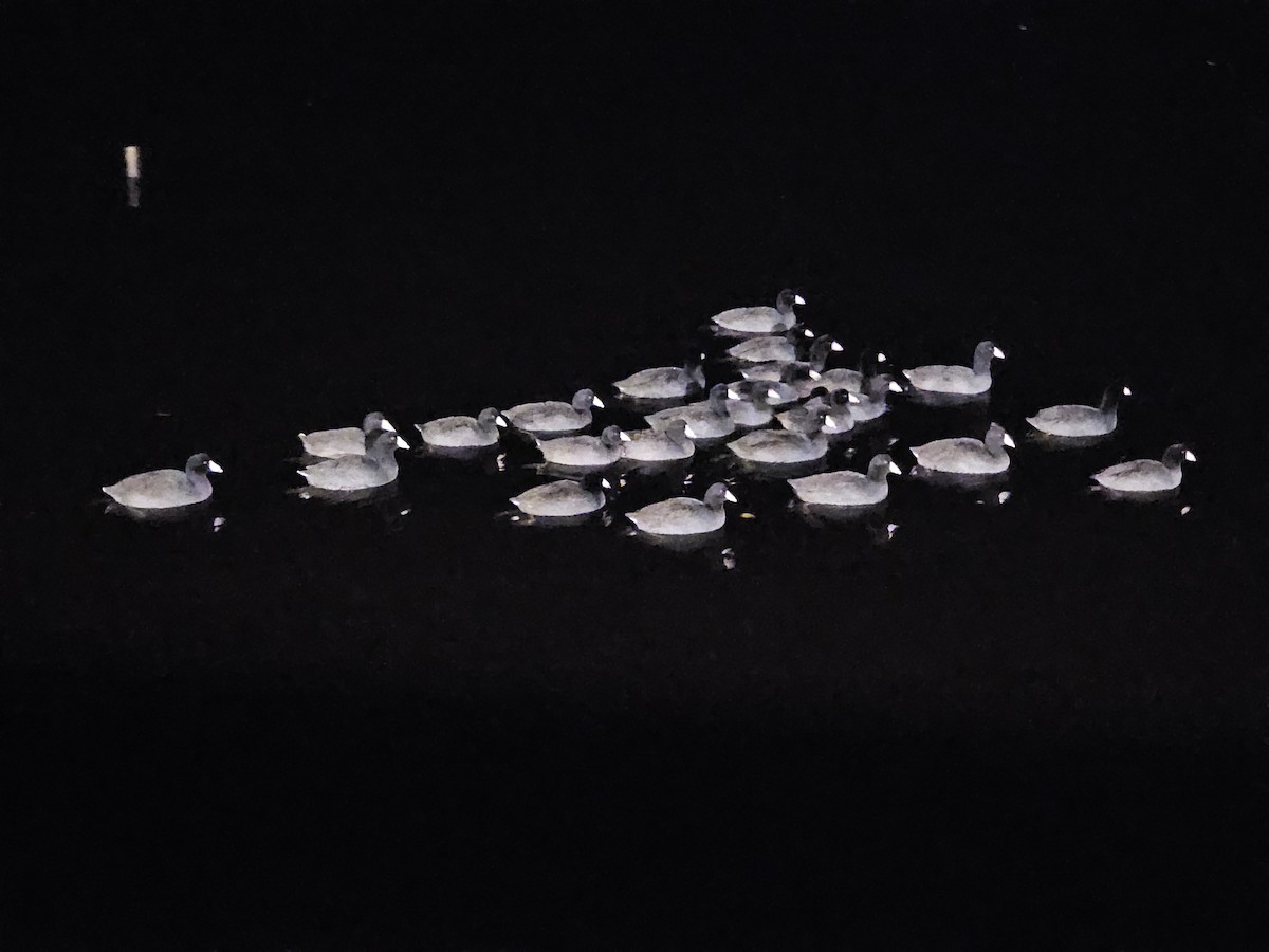 Kopetazuri amerikarra (amerikarra) - ML646627913