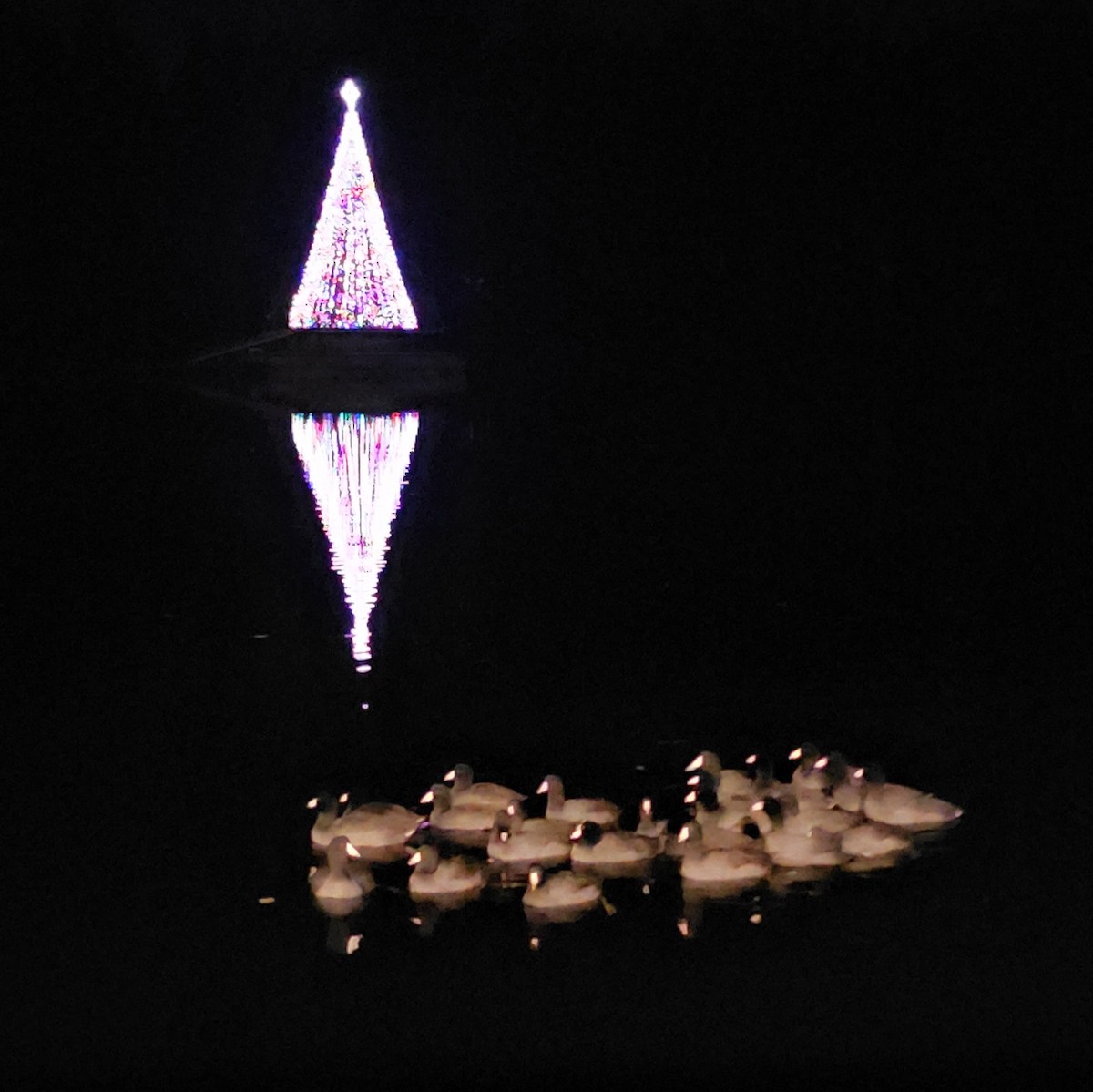 Kopetazuri amerikarra (amerikarra) - ML646627914