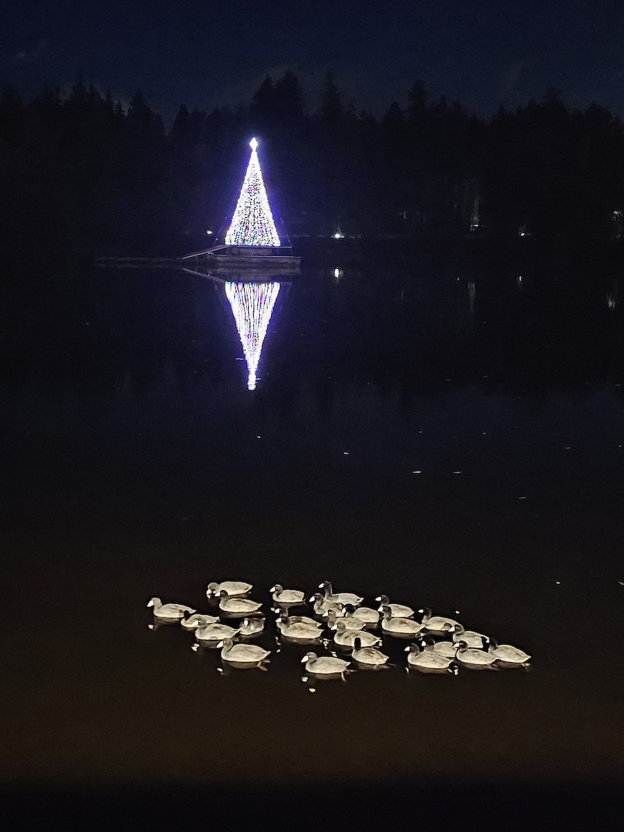 Kopetazuri amerikarra (amerikarra) - ML646627915