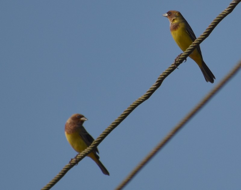 Red-headed Bunting - ML646627918
