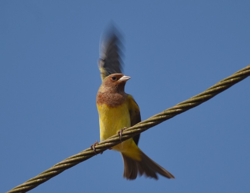 Red-headed Bunting - ML646627919