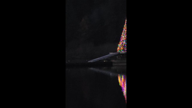 Орлан білоголовий - ML646627921