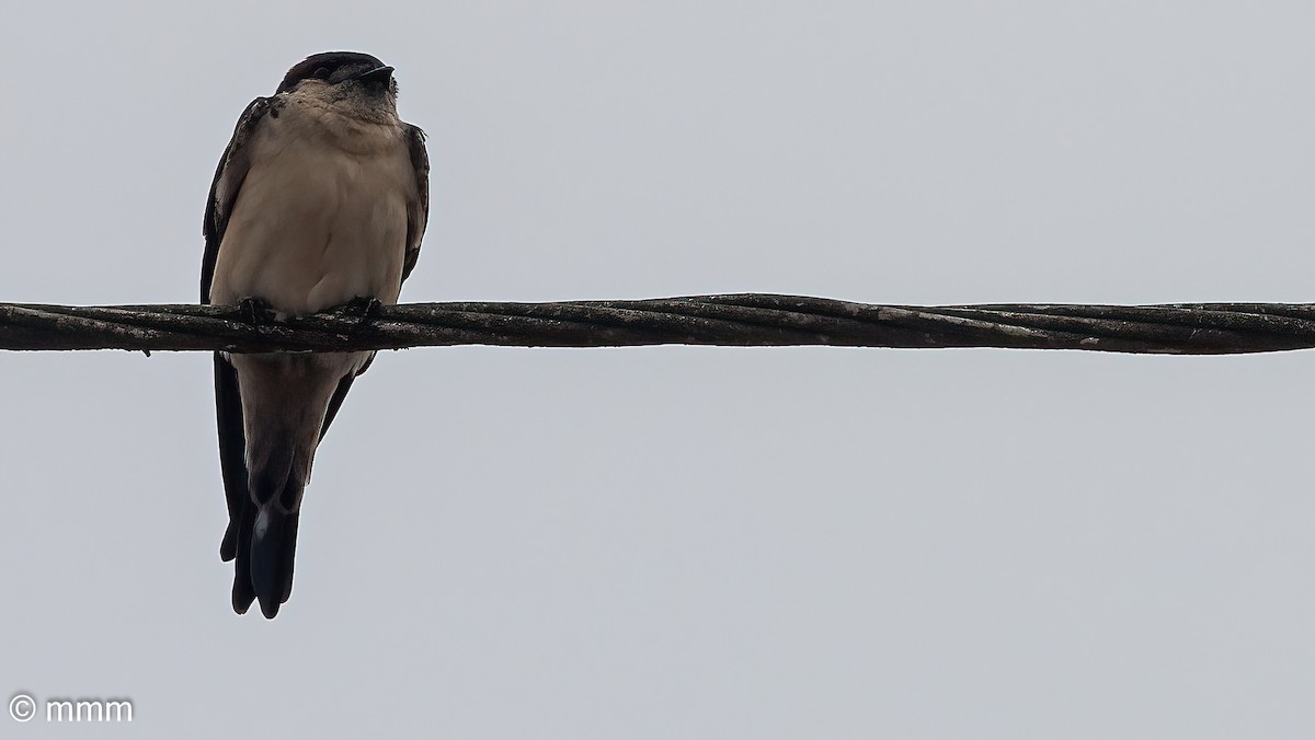 Preuss's Swallow - ML646627922