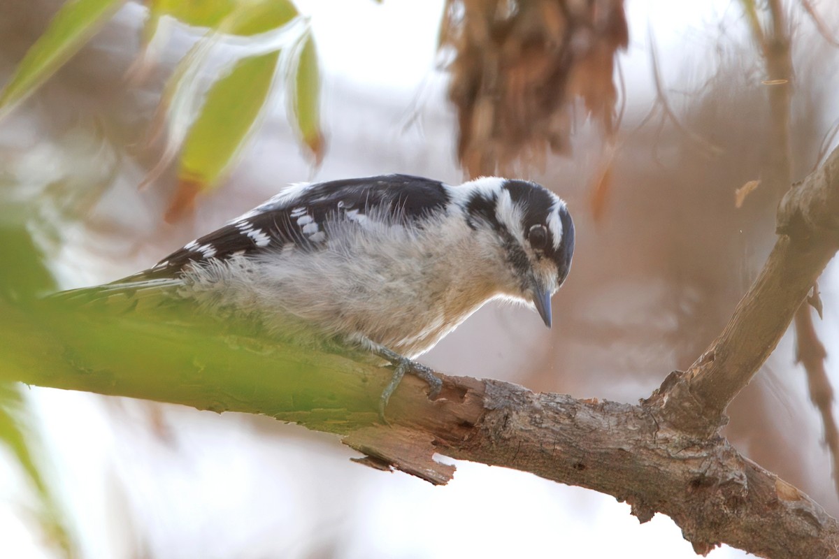 Downy Woodpecker - ML646627923