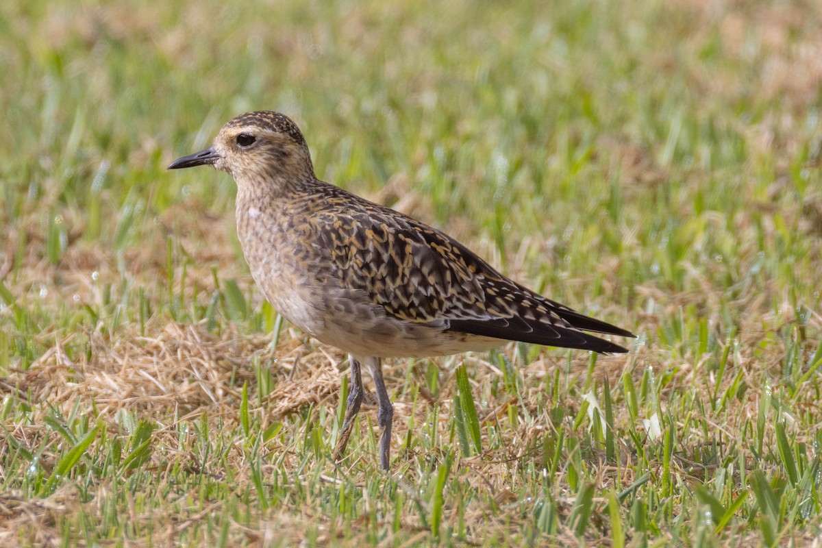 Pluvier fauve - ML646627924