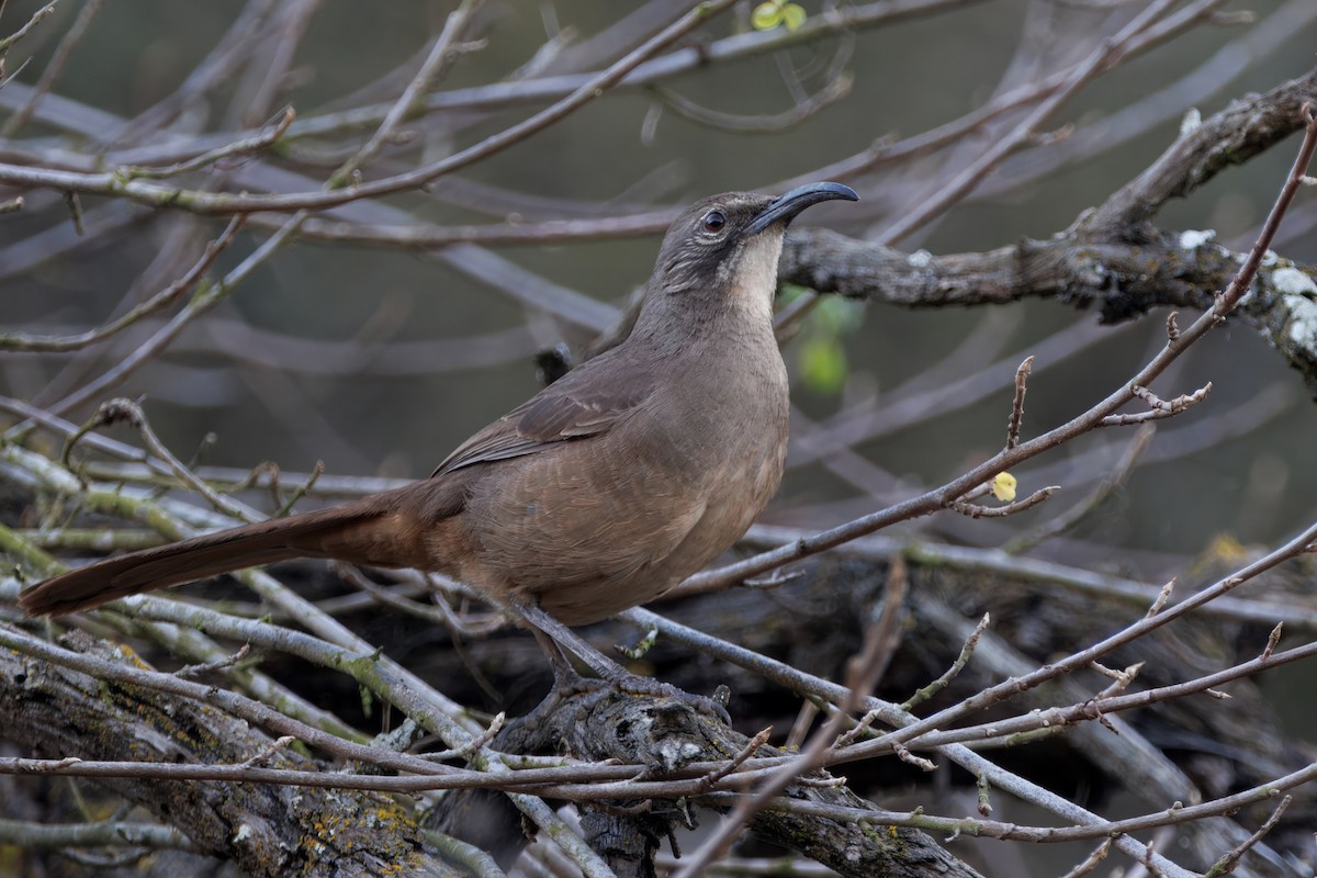 California Thrasher - ML646627926