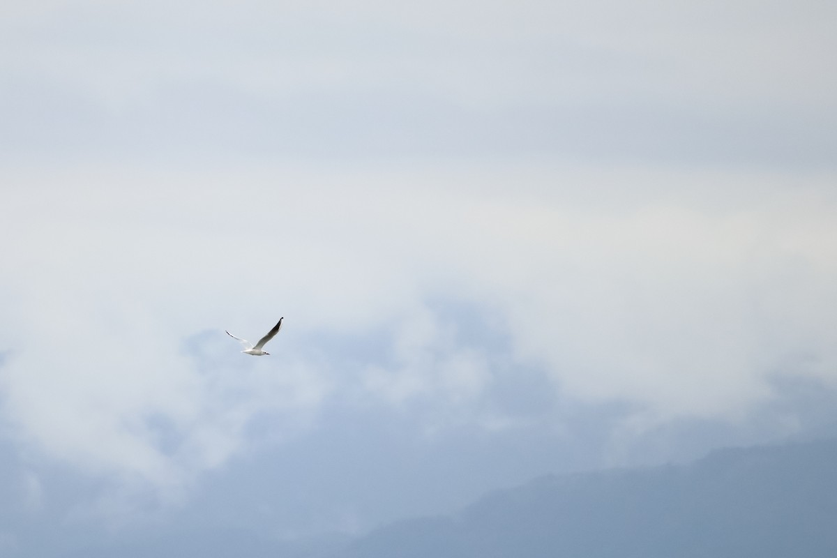 Mouette rieuse - ML646627927
