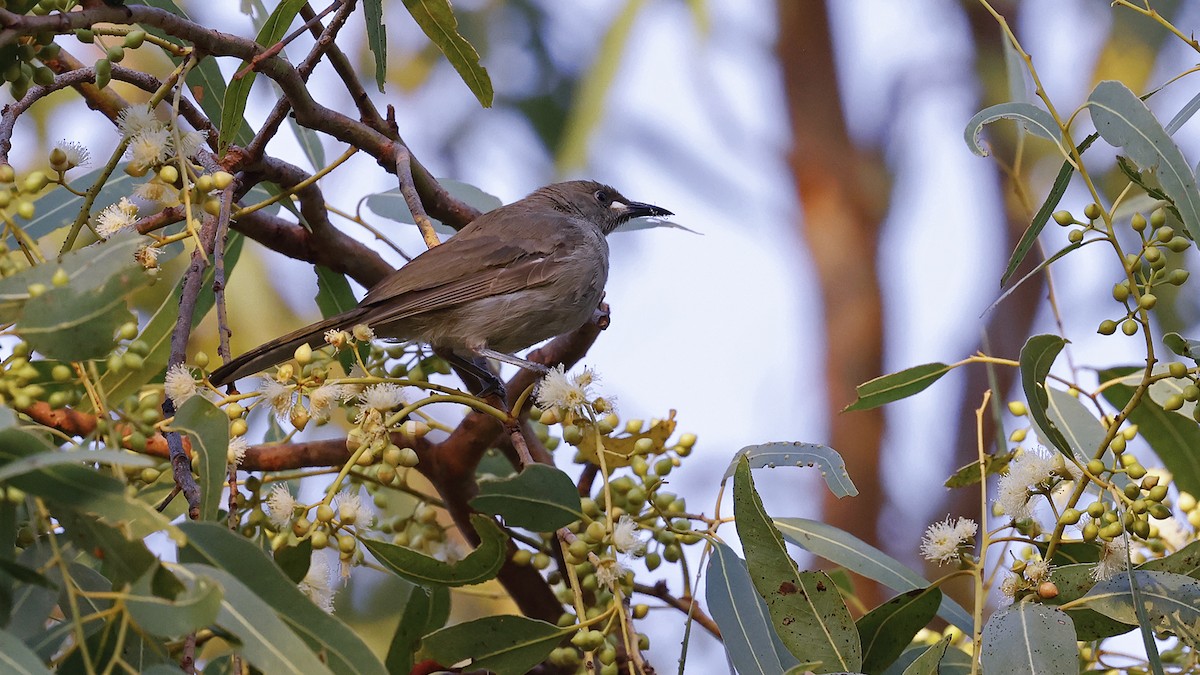 Lümzalı Balkuşu - ML646627928
