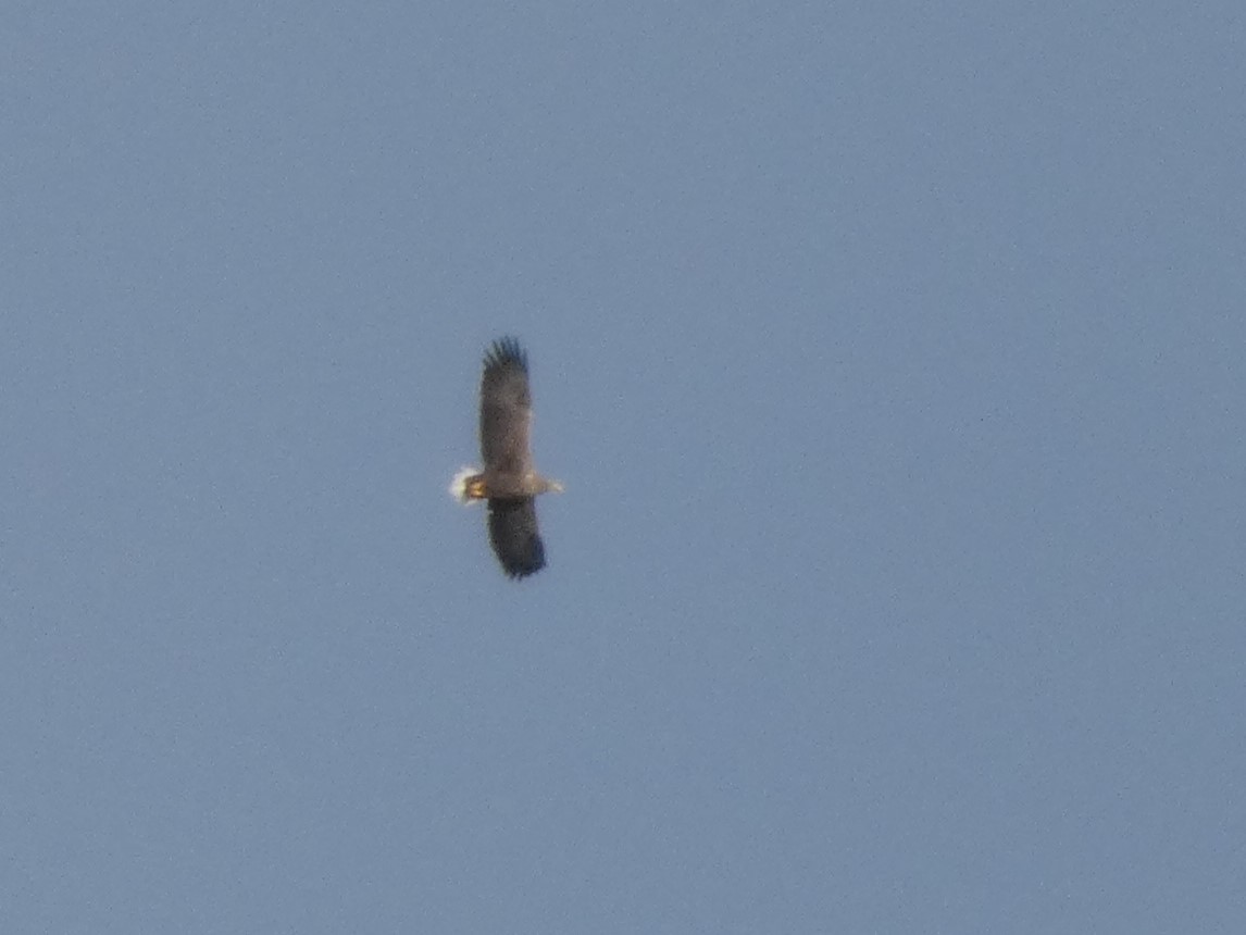 White-tailed Eagle - ML646627929