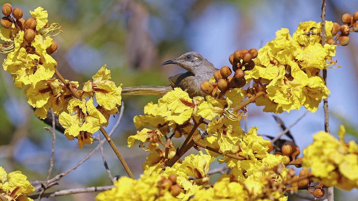 Kahverengi Balkuşu - ML646627932