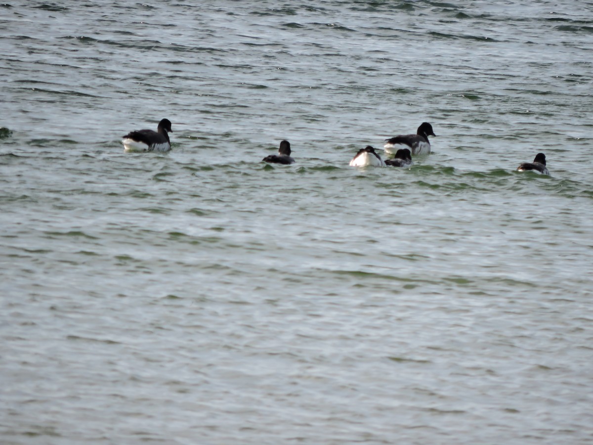 ברנטה כהה - ML646627933