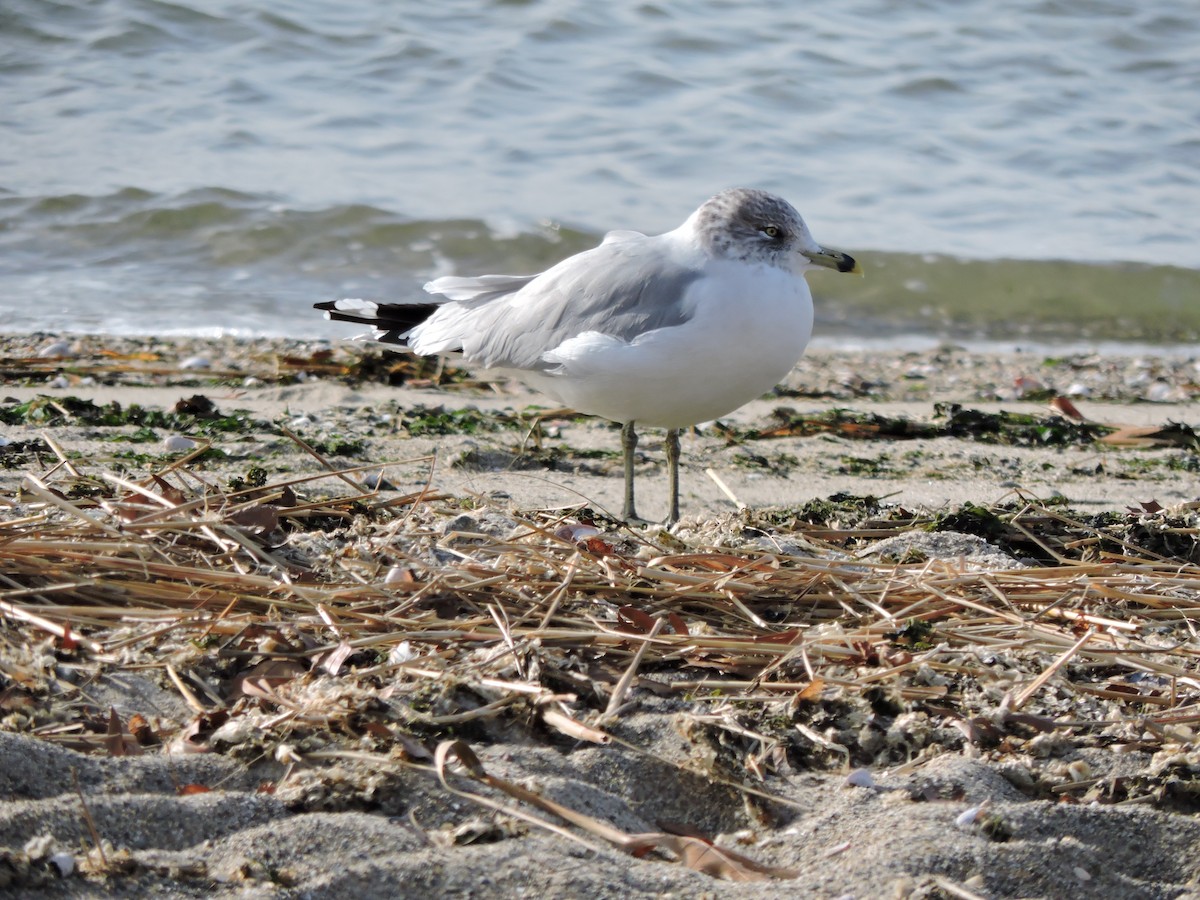 שחף עקוד-מקור - ML646627934