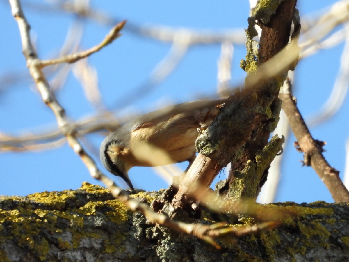 Повзик звичайний - ML646627936