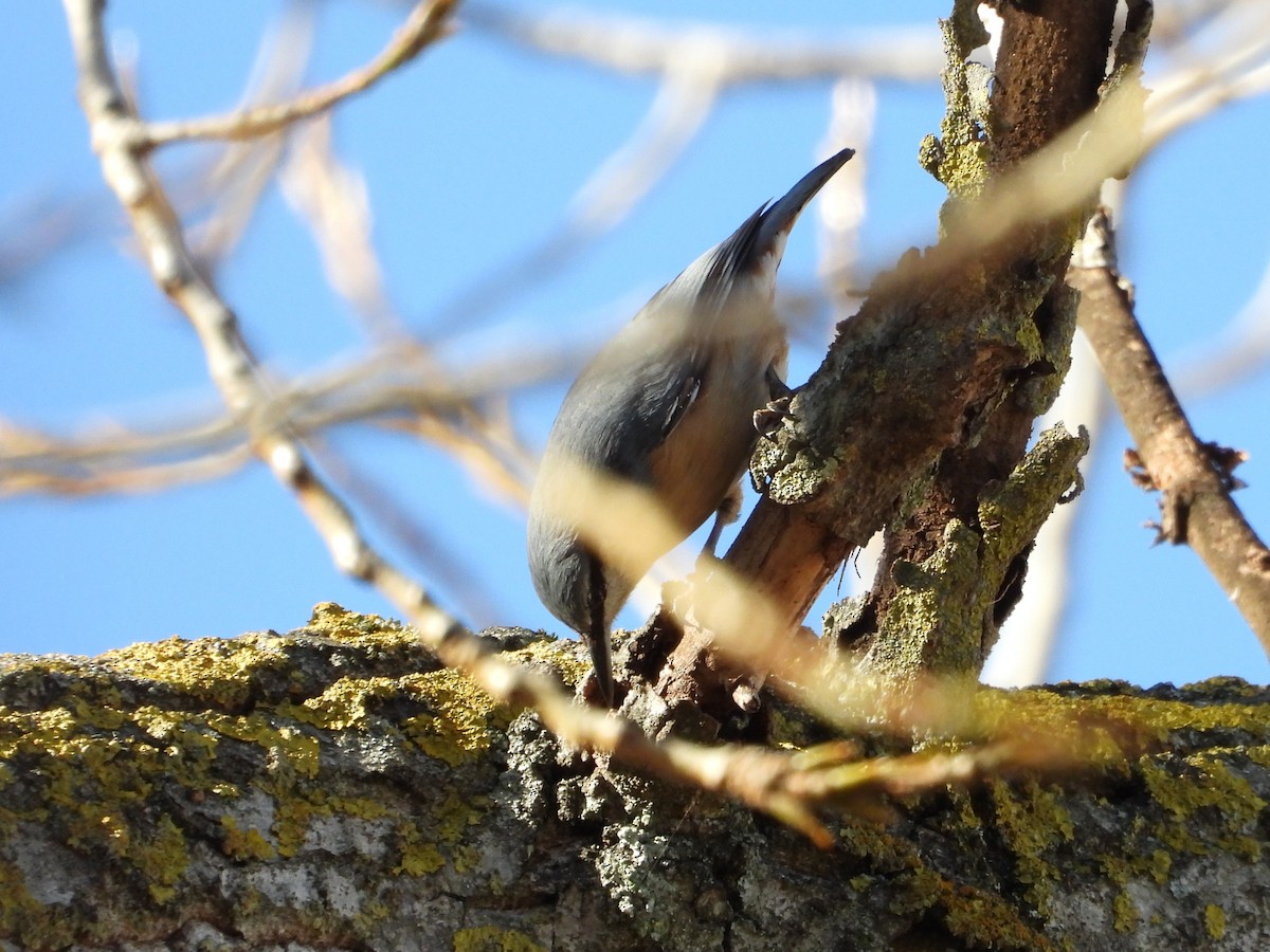 Повзик звичайний - ML646627937