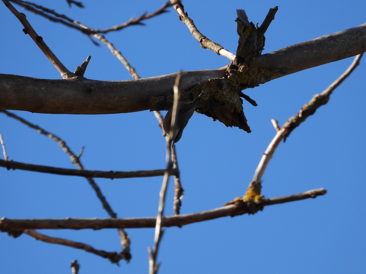 Повзик звичайний - ML646627938