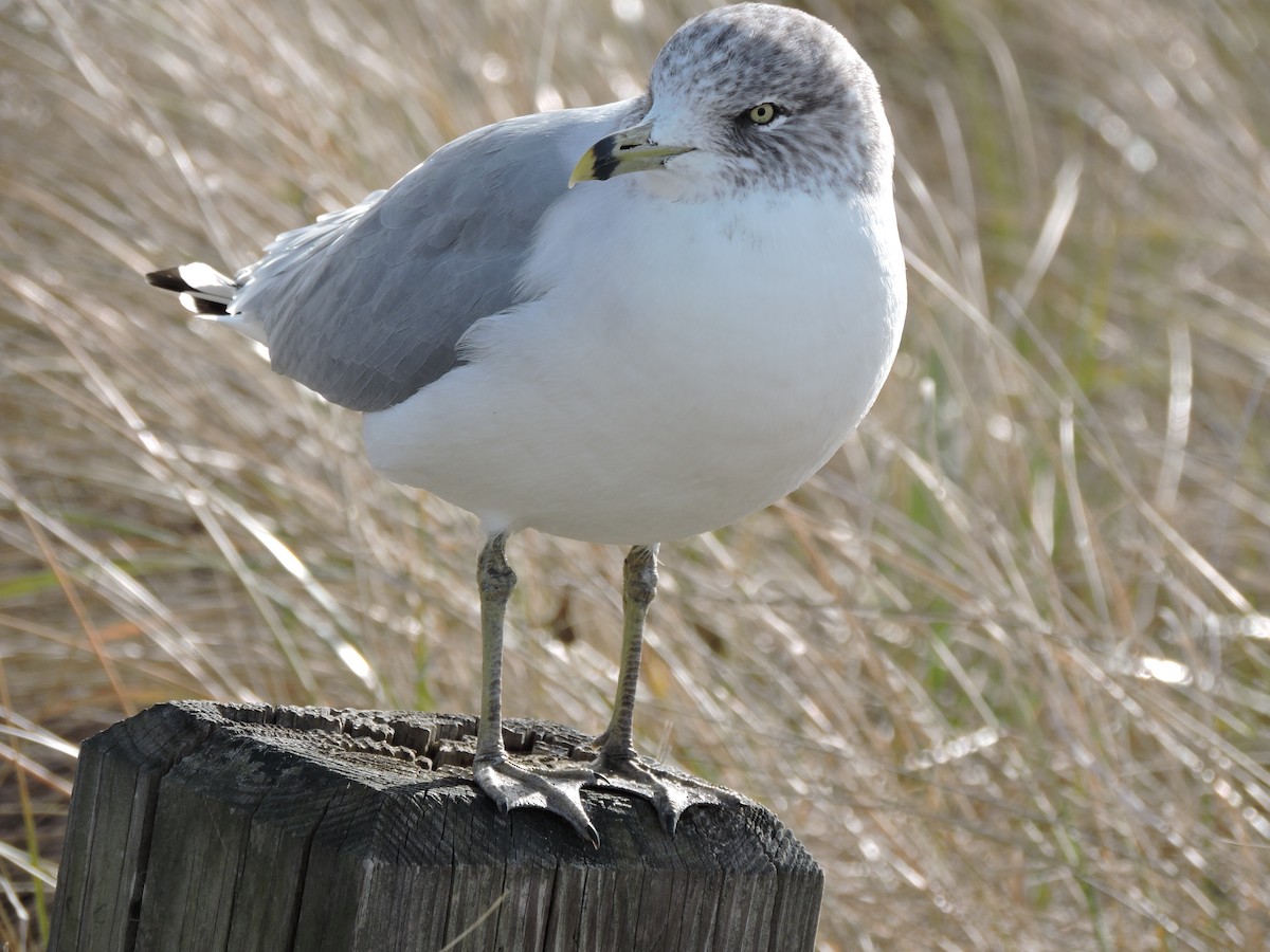 שחף עקוד-מקור - ML646627939