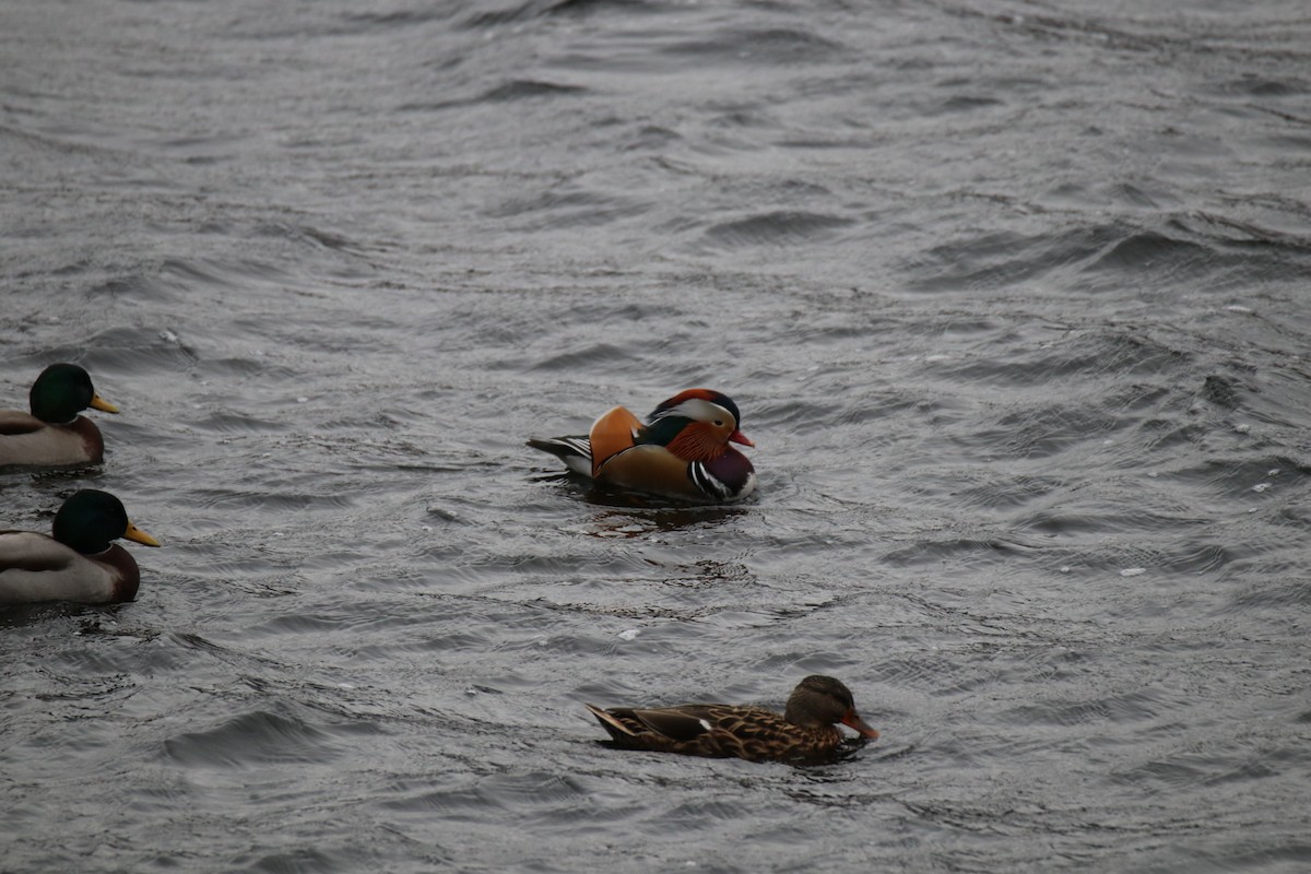 Mandarinente - ML646627940