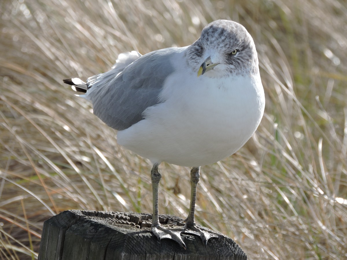 שחף עקוד-מקור - ML646627941