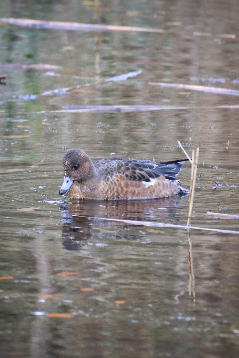 Silbón Europeo - ML646627942
