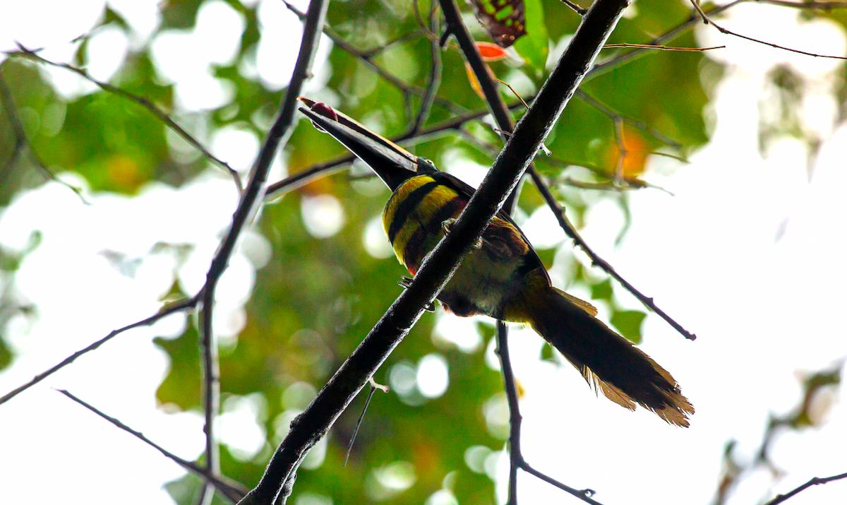 Many-banded Aracari - ML646627943