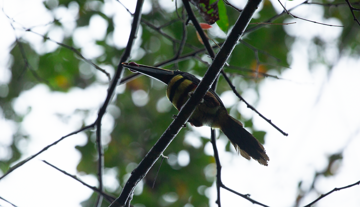 Many-banded Aracari - ML646627944