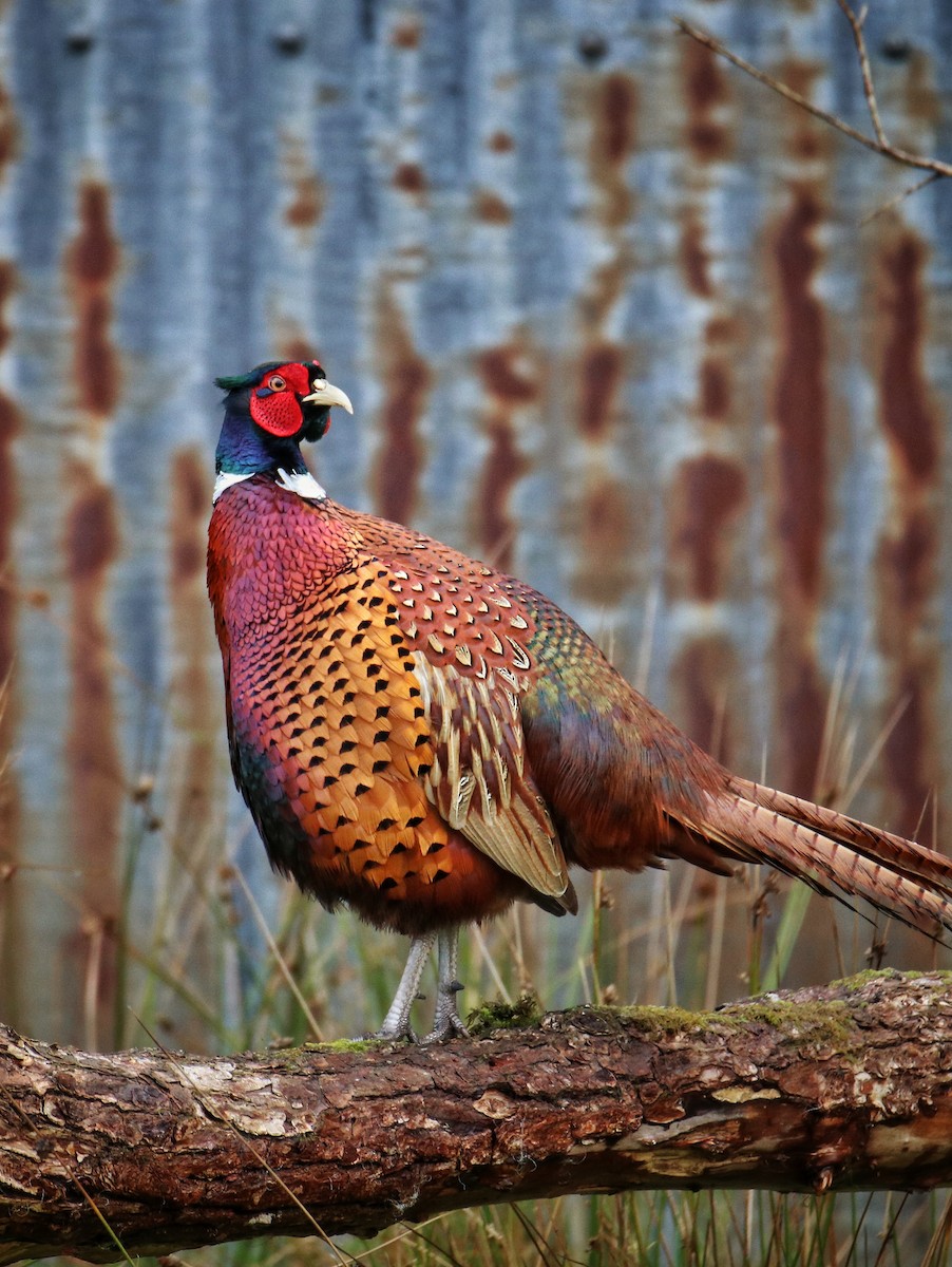 Faisán Vulgar - ML646627945