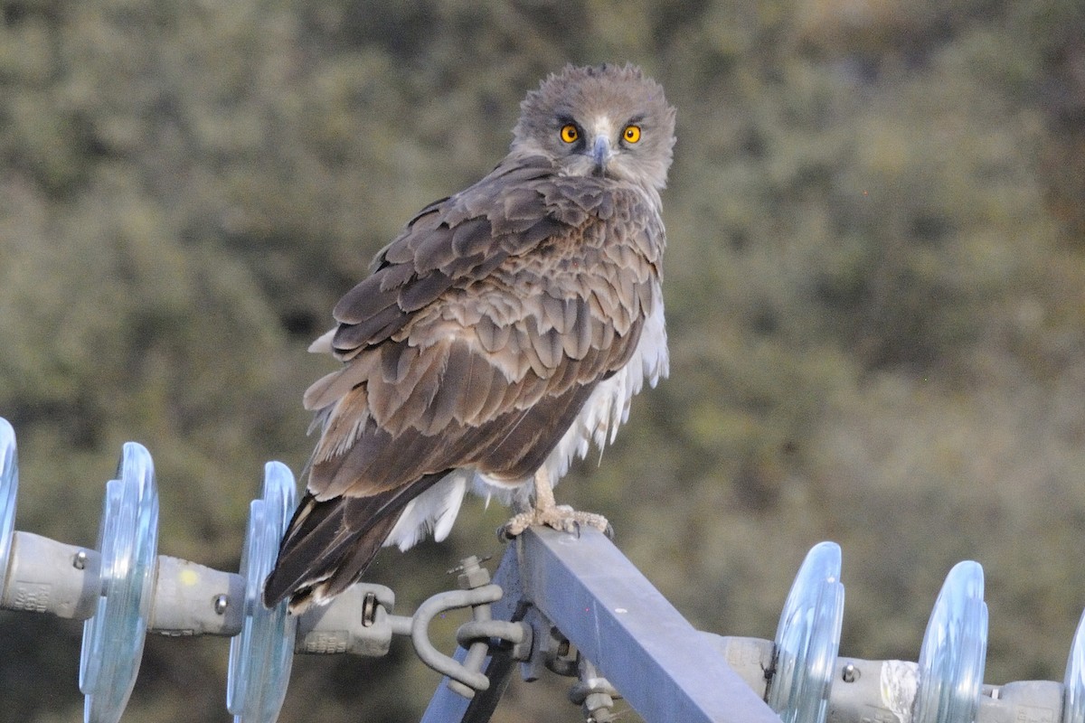 Short-toed Snake-Eagle - ML646627946