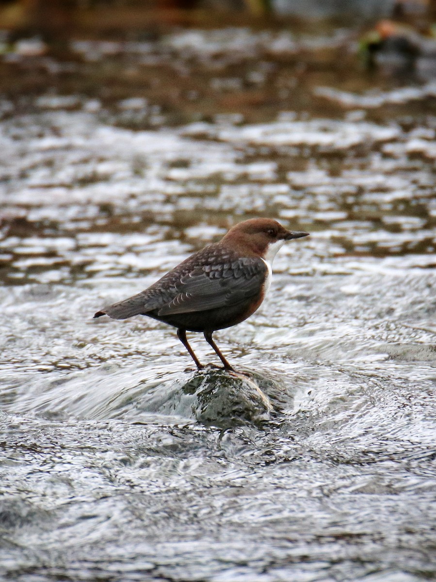 אמודאי הנחלים - ML646627947