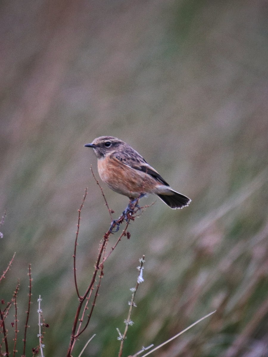 Tarabilla Europea - ML646627948