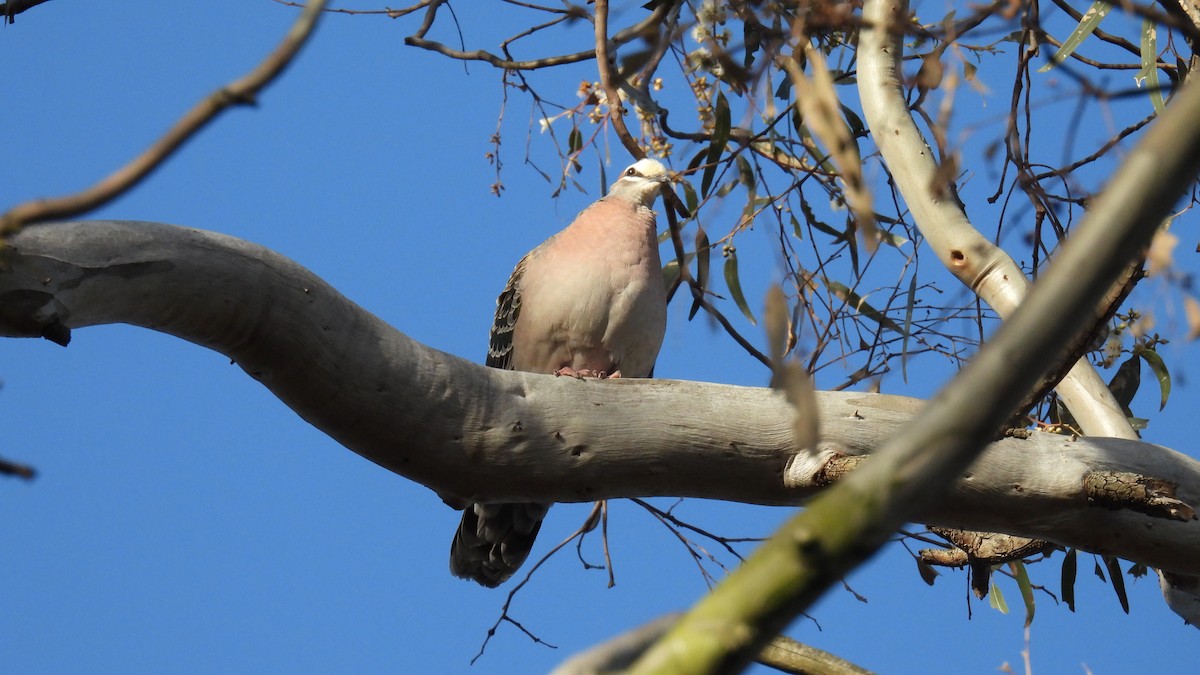 Австралийский бронзовокрыл - ML646627951