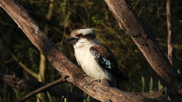 Laughing Kookaburra - ML646627965