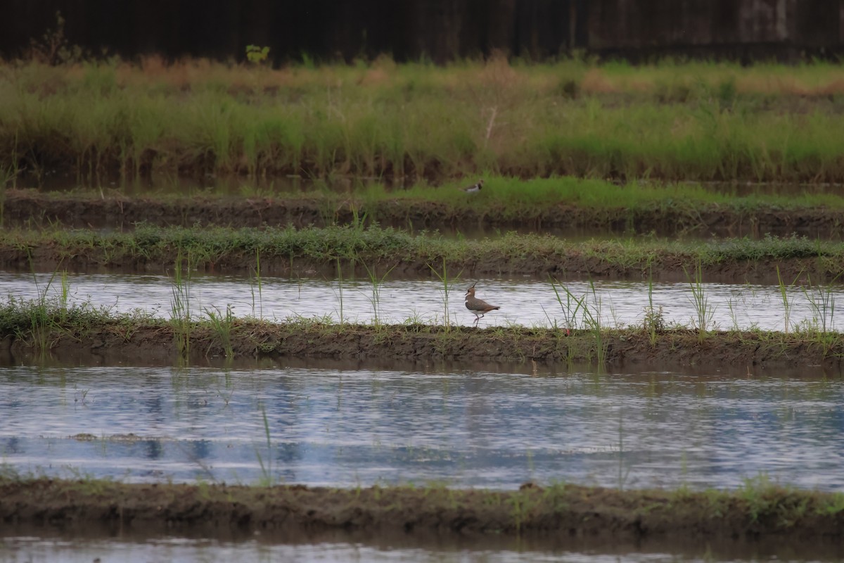 Avefría Europea - ML646627966