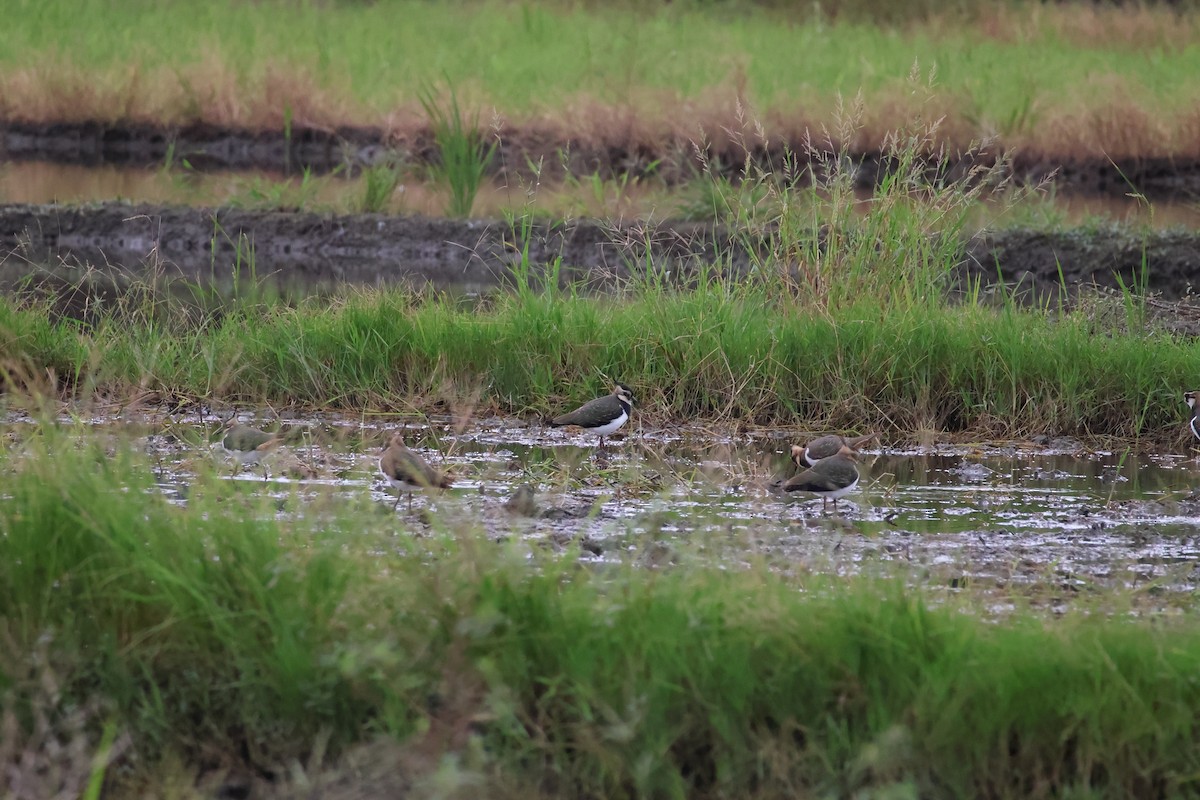 Avefría Europea - ML646627967