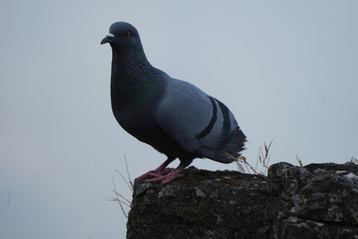 Paloma Bravía (variedad doméstica) - ML646627969