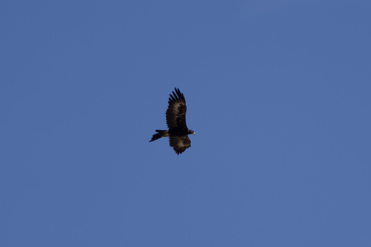 Águila Audaz - ML646627971