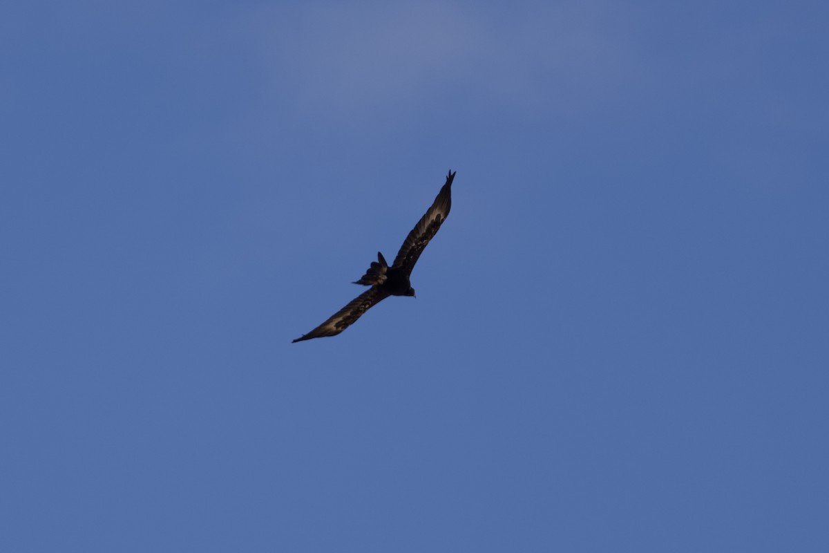 Águila Audaz - ML646627972