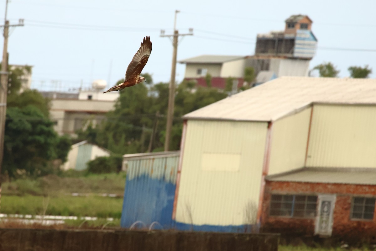 moták východní - ML646627974