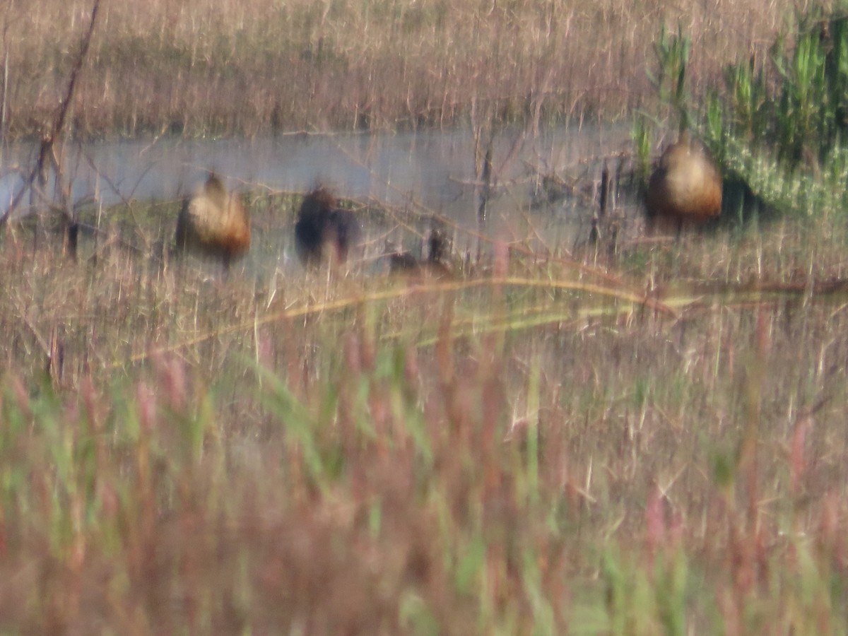 Suirirí de Java - ML646627983