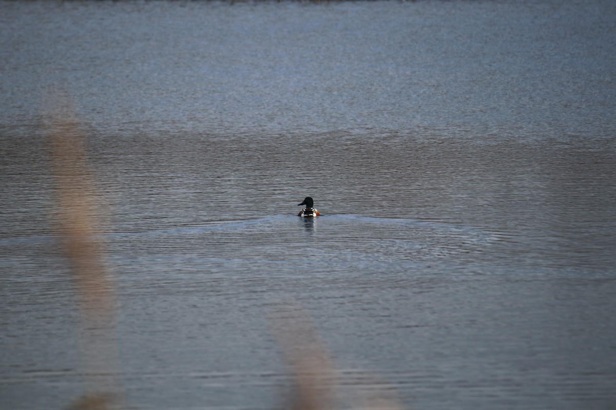 Cuchara Común - ML646627984