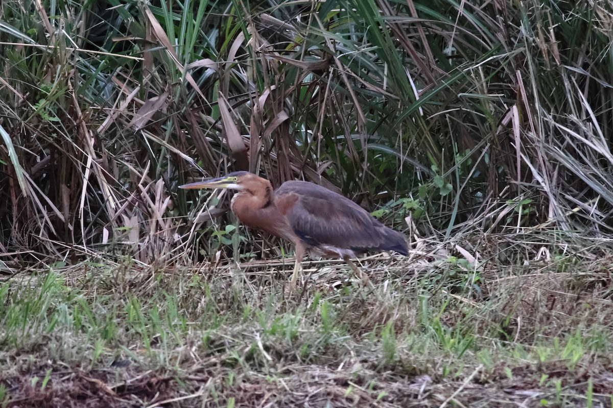 Héron pourpré - ML646627985