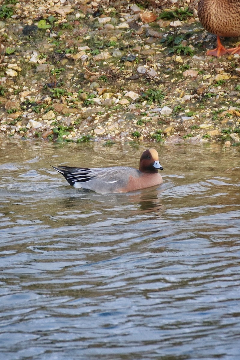 Silbón Europeo - ML646627986