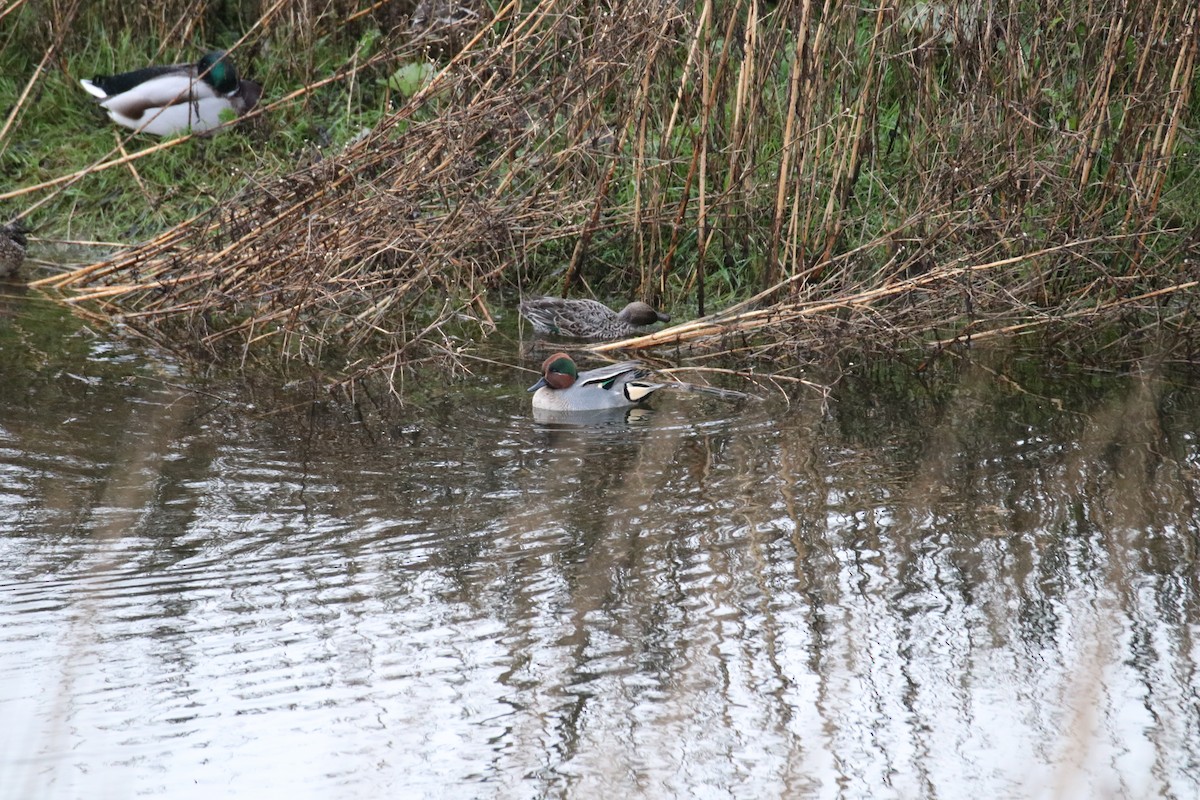 小水鴨 - ML646627990