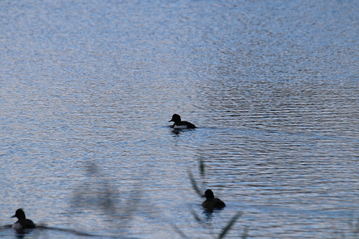 鳳頭潛鴨 - ML646627992