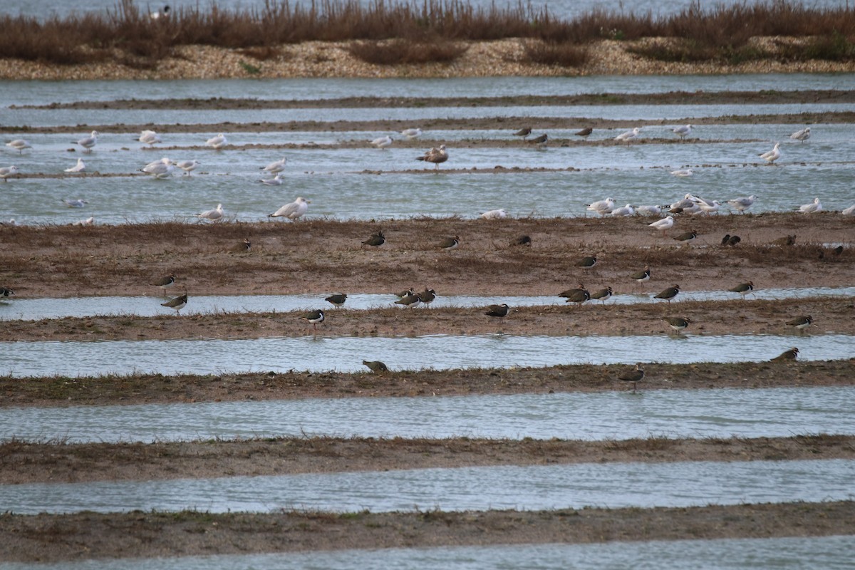 小辮鴴 - ML646627993