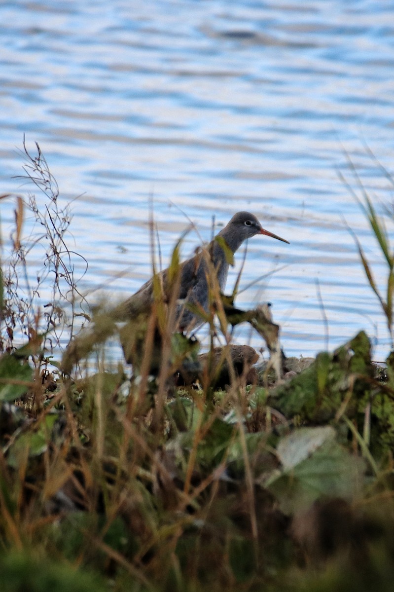 赤足鷸 - ML646627995