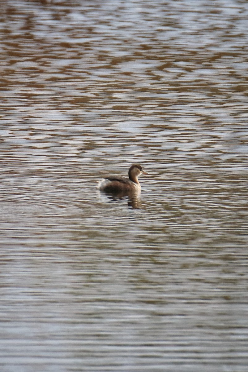 小鸊鷉 - ML646627996