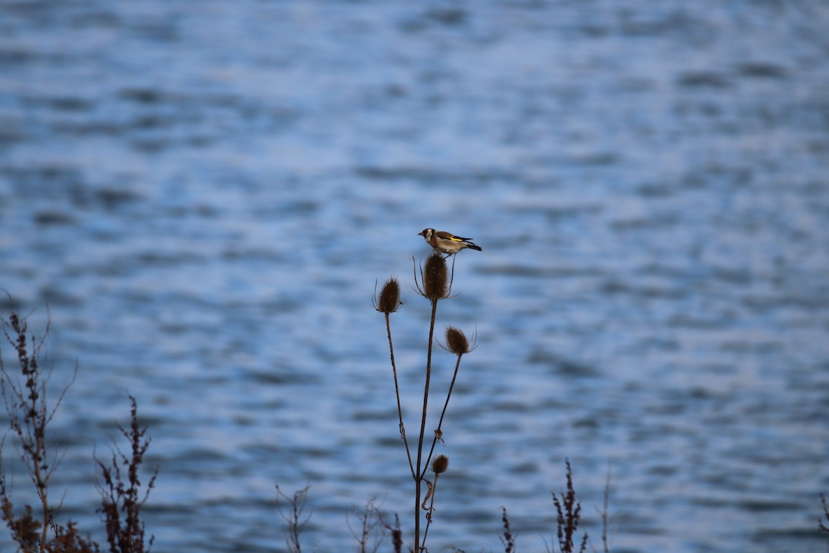 European Goldfinch - ML646627998