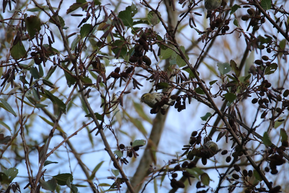 黃雀 - ML646627999