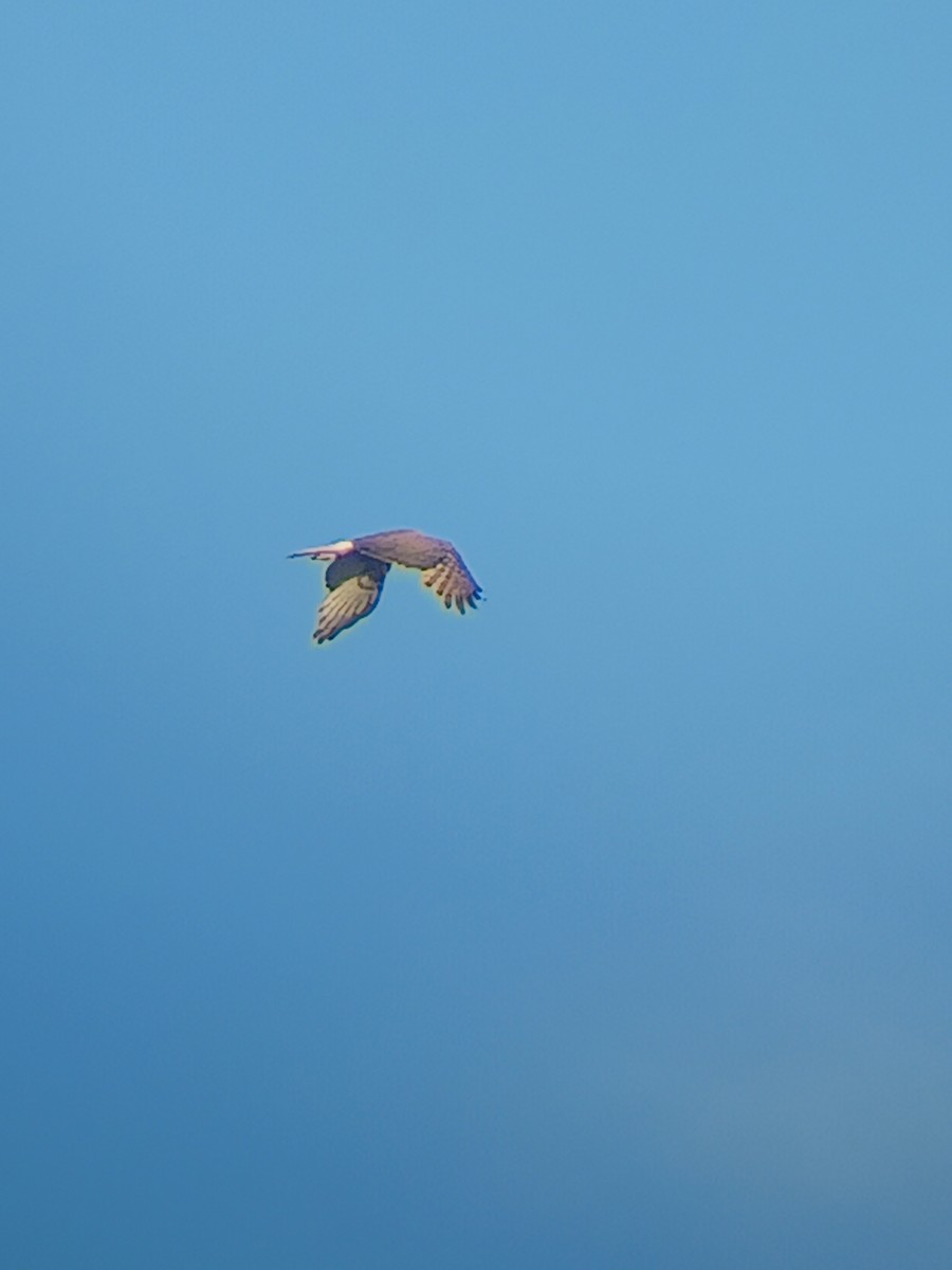 moták tichomořský - ML646628004