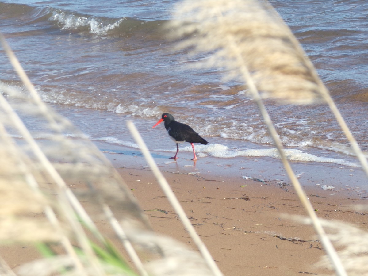 Pied Oystercatcher - ML646628005